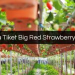 Harga Tiket Big Red Strawberry Farm
