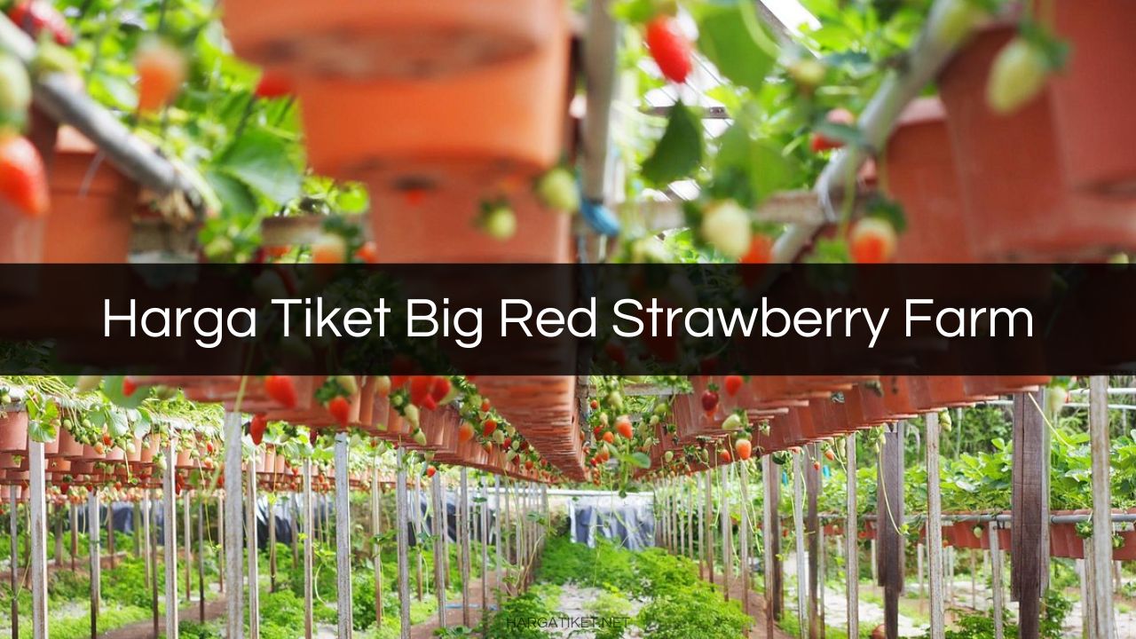 Harga Tiket Big Red Strawberry Farm