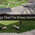 Harga Tiket The Sheep Sanctuary