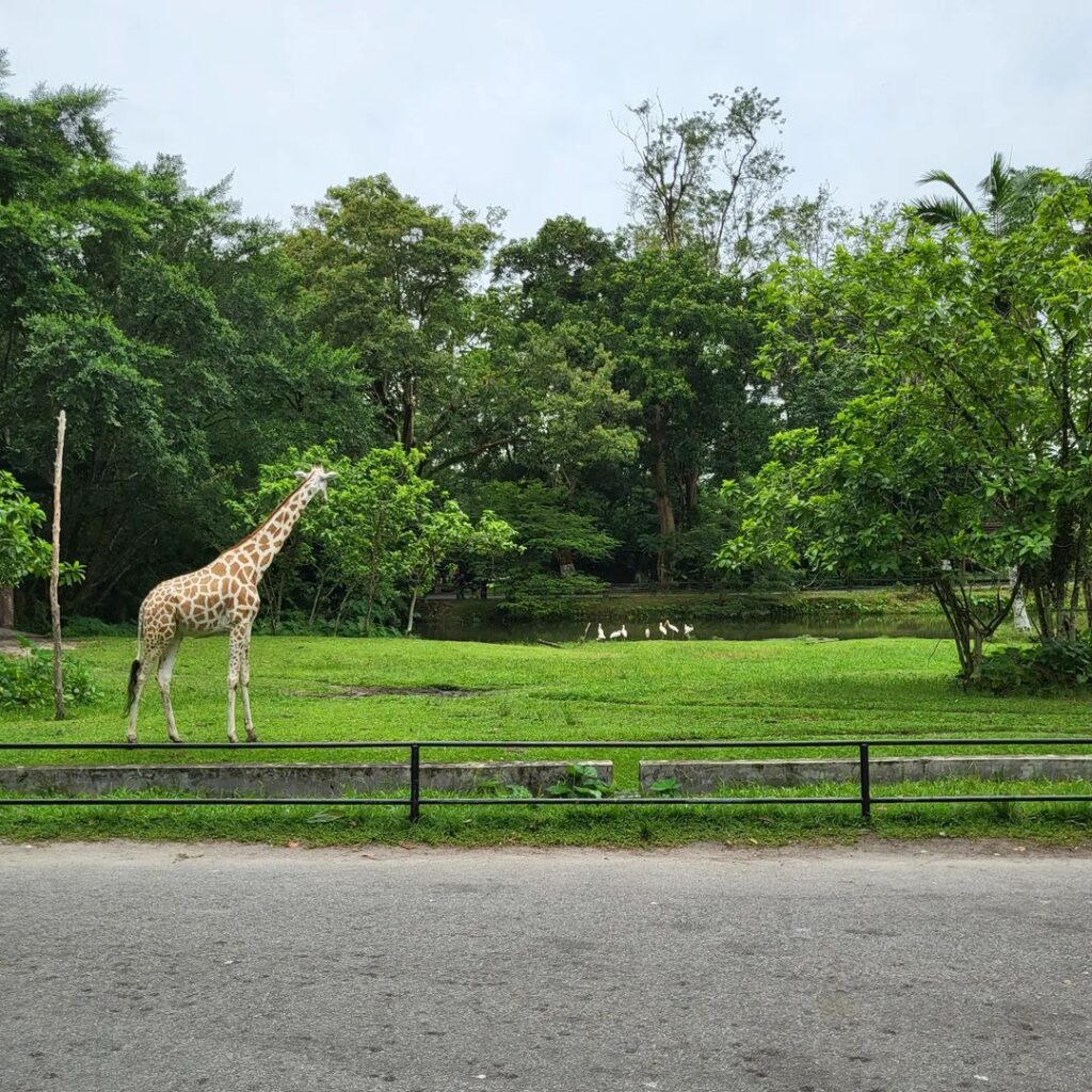 Lokasi Zoo Taiping