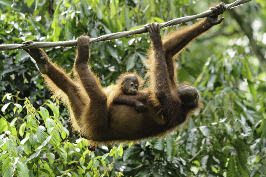 harga tiket sepilok orangutan rehabilitation centre
