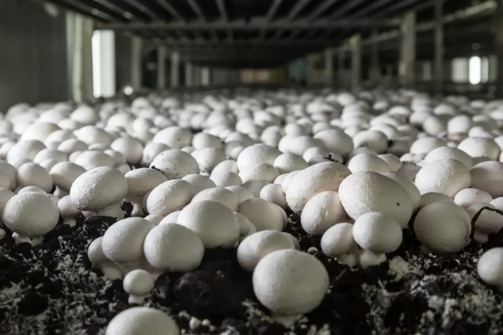 mushroom planting