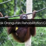 sepilok orangutan rehabilitation centre