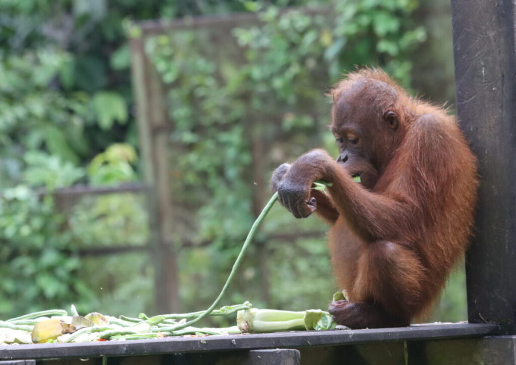 tarikan sepilok orangutan