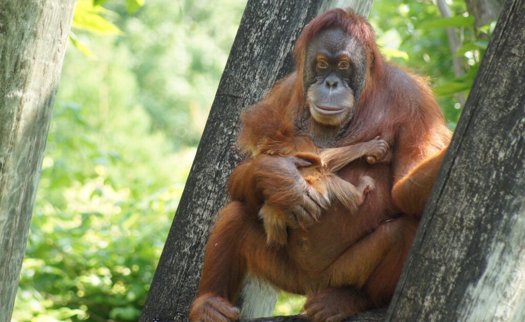 waktu operasi sepilok orangutan