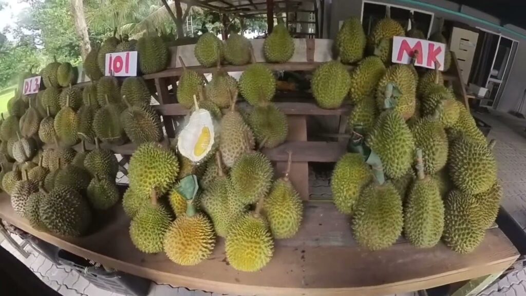 dusun durian kampung