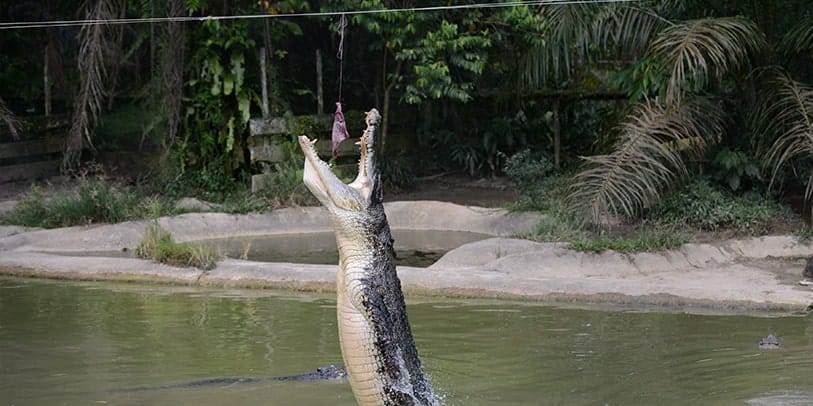jongs crocodile feeding