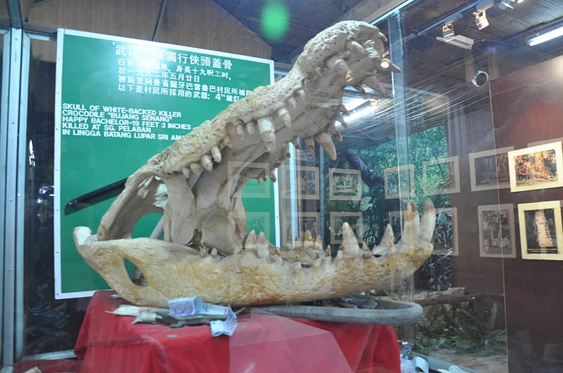 jongs crocodile muzium