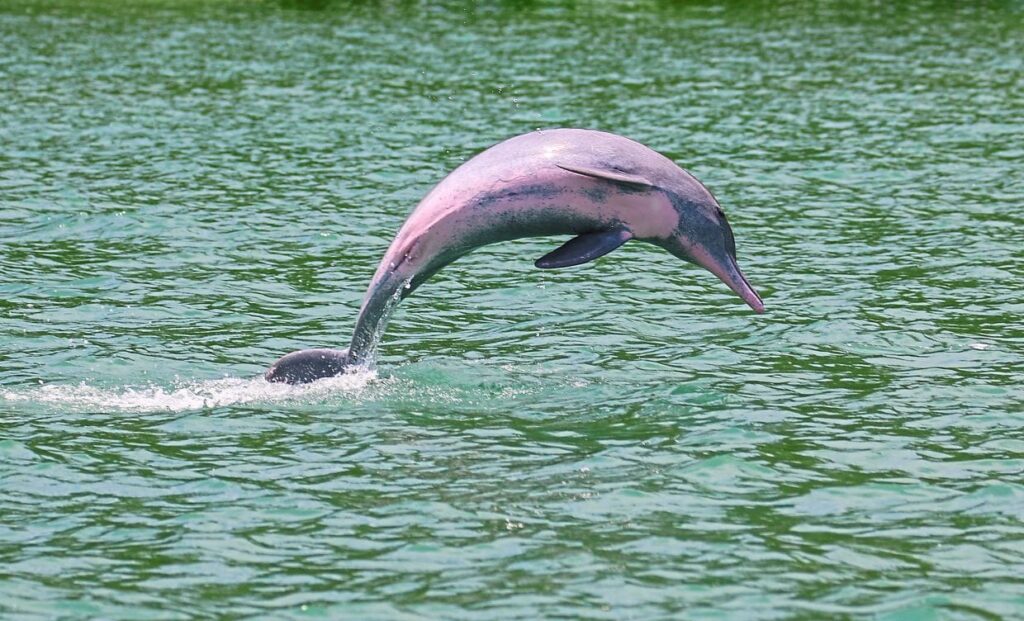 kuala sepetang dolphin