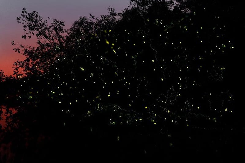 kuala sepetang fireflies