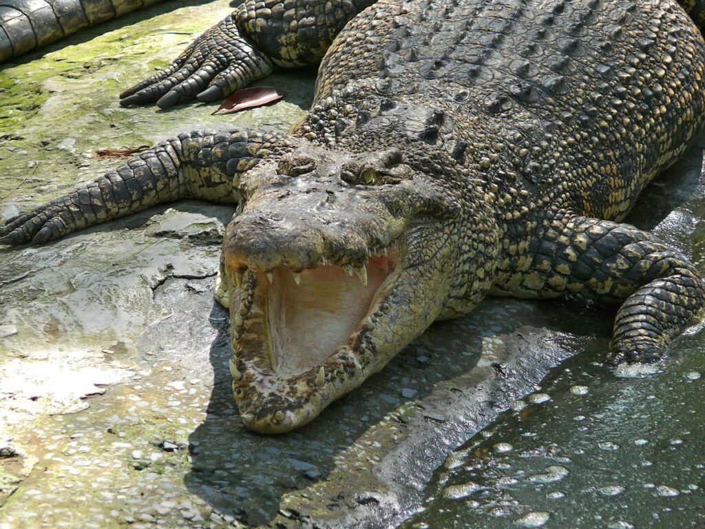 laluan crocodile farm sarawak