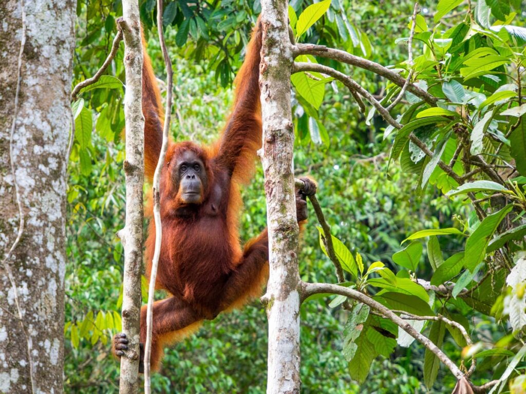 orangutan semenggoh