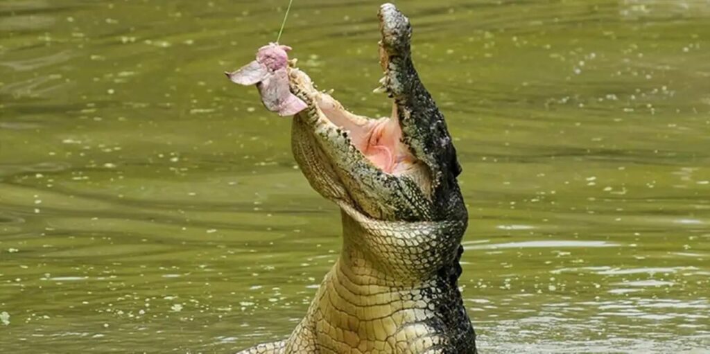 waktu operasi jongs crocodile