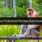 labuk bay proboscis monkey sanctuary